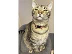 Adopt Mountain Dew a Domestic Short Hair, Egyptian Mau