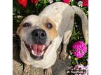 Adopt Wilma a Cattle Dog