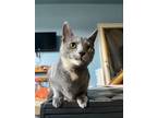 Adopt Lily a Domestic Short Hair, Dilute Tortoiseshell