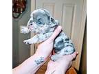 French Bulldog Puppy for sale in Lancaster, OH, USA