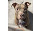 Adopt Peach a Pit Bull Terrier