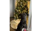 Adopt Sweetie a Cane Corso, Mixed Breed