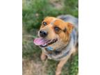 Adopt Mimi a Australian Cattle Dog / Blue Heeler