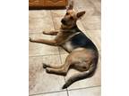 Adopt Kitty a German Shepherd Dog