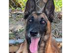 Adopt Skaya a Belgian Shepherd / Malinois