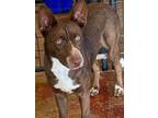 Adopt Chocolate a Pointer, German Shorthaired Pointer