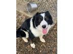 Adopt Myrtle a Border Collie