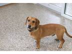 Adopt Buc-ee a Dachshund