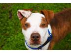 Adopt Jack Skellington a Terrier