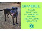 Adopt Gimbel a American Staffordshire Terrier