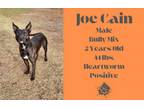 Adopt Joe Cain a American Staffordshire Terrier