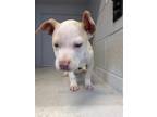 Adopt GRIZ a Pit Bull Terrier