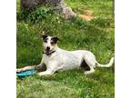 Adopt Ozzy a Cattle Dog, Jack Russell Terrier