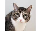 Adopt Lou a Domestic Short Hair