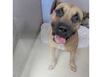 Adopt Jackson a Black Mouth Cur