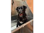 Adopt Kujo a Labrador Retriever, Mastiff