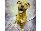 Adopt Kirby a Pit Bull Terrier, Labrador Retriever