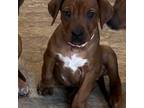 Rhodesian Ridgeback Puppy for sale in Decatur, IN, USA