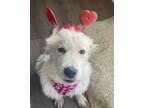 Adopt Smiggle - Puppy - New to Rescue a Great Pyrenees