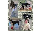 Adopt Nazuzu a Labrador Retriever, Greyhound