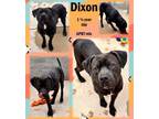 Adopt Dixon a Pit Bull Terrier