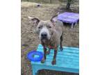 Adopt Georgie HW(-) SPONSORED ADOPTION FEE (04/02) a Pit Bull Terrier