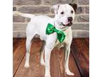 Adopt Arlo a Pit Bull Terrier