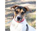 Adopt Icarus a Hound