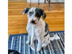Adopt Chip a Schnoodle