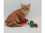 Adopt Max (Santa) a Domestic Short Hair