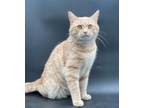 Adopt Skipper (Baby) a Domestic Short Hair