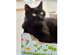 Adopt Boo a Domestic Short Hair