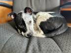 Adopt Meet Murphy!! a Australian Cattle Dog / Blue Heeler