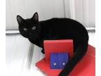 Adopt Herbie a Domestic Short Hair