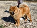 Adopt Kion a Chow Chow