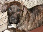 Adopt Lou a Pit Bull Terrier