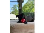 Adopt Levi a Black Labrador Retriever, Pit Bull Terrier