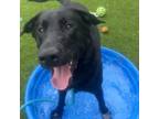 Adopt Takota a Black Labrador Retriever, German Shepherd Dog