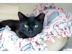 Adopt Vinnie a Domestic Short Hair