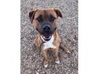 Adopt JOY BOY a Pit Bull Terrier, Mixed Breed