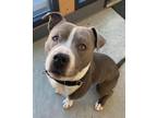 Adopt Hurley a Pit Bull Terrier, Staffordshire Bull Terrier