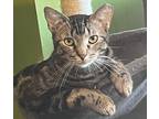Adopt Snickers (playful & Fun ) a Tabby, American Shorthair