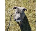 Adopt Tye 174616 a Pit Bull Terrier