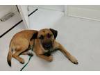 Adopt Danny (Prison Program) a German Shepherd Dog