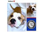 Adopt WALLACE a Pit Bull Terrier
