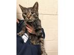 Adopt Otto a Domestic Short Hair