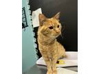 Adopt Punkin a Domestic Short Hair