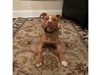 Adopt Freddie a Pit Bull Terrier