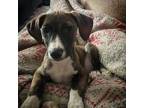 Adopt Gumbo a Mountain Cur, Catahoula Leopard Dog