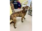 Adopt MCGEE a Mountain Cur